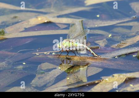 Kaiser Libelle oder Blaue Libelle weiblich - Anax Imperator Stockfoto