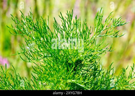 Duftloser Mayweed (Matricaria maritima oder Tripleurospermum inodorum), Nahaufnahme der dünnen fleischigen Blattsegmente der gewöhnlichen Pflanze. Stockfoto