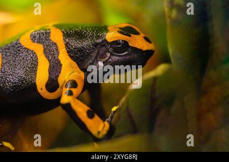 Der gelbbbändige Giftpfeilfrosch, Dendrobates leucomelas, Hummelfrosch Stockfoto