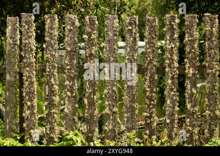 Alte hölzerne ländlichen Zaun, unbehandeltes Holz, mit Spuren des Alterns Pilz und Moos. Wattle zaun Brettern. Alten hölzernen Zaun mit rostigen Nägeln Stockfoto