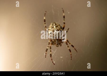 Spinnen-Gartenspinnen (lat. Araneus) auf dem Netz sitzen die Araneidae-Spinnen der Familie der Spinnen im Spinnennetz (lat. Araneus) Stockfoto