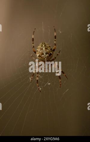 Spinnen-Gartenspinnen (lat. Araneus) auf dem Netz sitzen die Araneidae-Spinnen der Familie der Spinnen im Spinnennetz (lat. Araneus) Stockfoto
