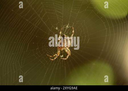 Spinnen-Gartenspinnen (lat. Araneus) auf dem Netz sitzen die Araneidae-Spinnen der Familie der Spinnen im Spinnennetz (lat. Araneus) Stockfoto