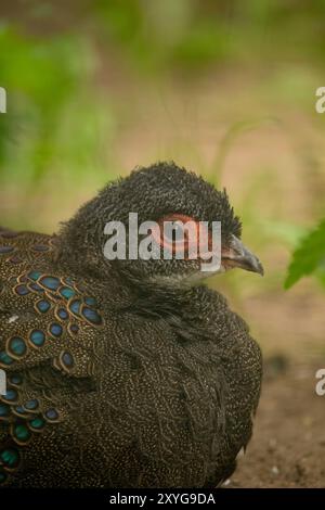 Der malayische Pfauenfasan (Polyplectron malacense) ist ein mittelgroßer Fasan der galliformen Familie der Phasianidae. Stockfoto