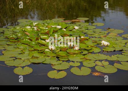 Nymphaea alba, auch bekannt als die europäische Weißwasserlilie Weißwasserrose oder weiße Nenuphar. Stockfoto