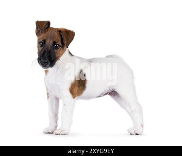 Niedliches, glattes Fuchs-Terrier-Hündchen, seitlich stehend. Mit lustigen, ungleichmäßigen Ohren in Richtung Kamera schauen. Isoliert auf weißem Hintergrund. Stockfoto