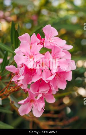 Rosafarbene Oleanderblüten gruppiert mit üppig grünen Blättern Hintergrund. Stockfoto