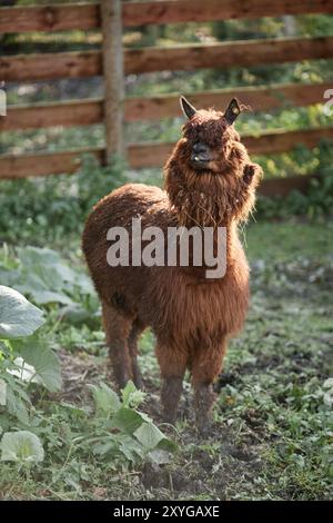 Vertikale Vollaufnahme von lustigem hellbraunem Alpaka mit lockigem Fell, das Augen bedeckt, steht im Sonnenlicht auf der Farm auf dem Land, Kopierraum Stockfoto