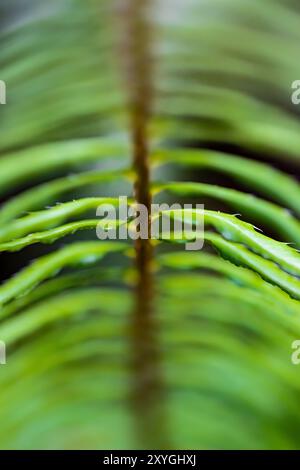 Hirschfarn, Struthiopteris würzig, Frond at Treircase, Olympic National Park, Washington State, USA Stockfoto