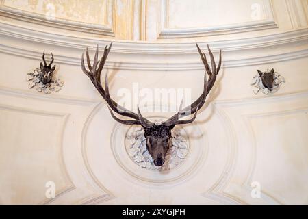 SINTRA, Portugal – der Hirschsaal im Pena Palace, ein einzigartiger Ort, der die königlichen Jagdtraditionen des portugiesischen Hofes aus dem 19. Jahrhundert widerspiegelt. Dieses Zimmer in Sintra ist mit Jagdtrophäen geschmückt und mit romantischer Einrichtung, die mittelalterliche und gotische Elemente verbindet. Der Pena-Palast, ein UNESCO-Weltkulturerbe, ist eines der berühmtesten Wahrzeichen Portugals, bekannt für seine eklektische Architektur und die reich dekorierte Inneneinrichtung. Stockfoto