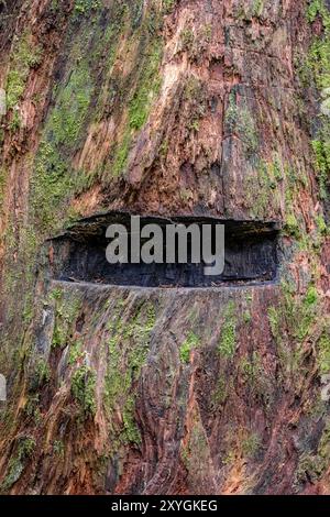 Springboard Notch, ein Überbleibsel früherer Holzfällerei, im Treppenhaus, Olympic National Park, Washington State, USA Stockfoto