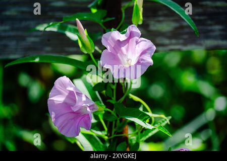 Elegante Morning Glory Blossoms klettern auf einen rustikalen Zaun Stockfoto