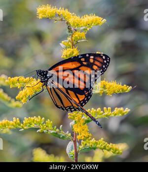Monarch Butterfly auf Goldenrod, Nixon Park, Pennsylvania, USA Stockfoto