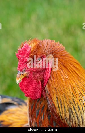 Kopfschuss eines Welsummer Hahns Stockfoto