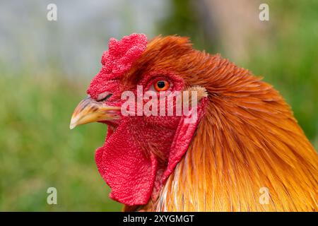 Kopfschuss eines Welsummer Hahns Stockfoto