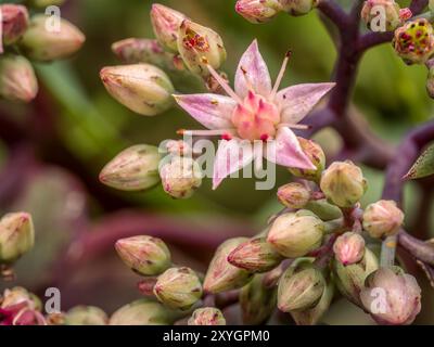 Nahaufnahme von Butterfly Steinblumen in der Blüte Stockfoto