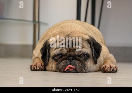 Der alte Mops liegt auf dem Boden eines Hauses Stockfoto