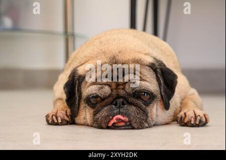 Porträt der alten Mops-Ruhe Stockfoto