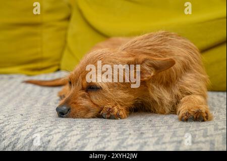 Trauriger rothaariger Hund aus der Nähe Stockfoto