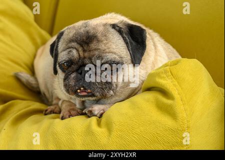 Der süße alte Mops lügt und schläft auf einem gelben Kissen Stockfoto