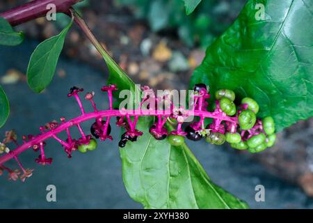 Amerikanische Pokeweed-Beeren mit lebendigem Stiel Stockfoto