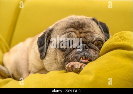 Glücklicher süßer Mops Hund auf Sofa drinnen Stockfoto