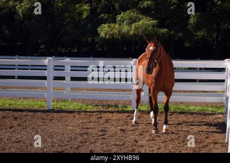 Ein Pferd wandert in seinem Korral in einem Reitstall auf einem Bauernhof Stockfoto