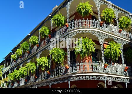 Farne hängen an den schmiedeeisernen Geländern des La Branche Gebäudes, einem ikonischen Anblick des French Quarter in New Orleans Stockfoto