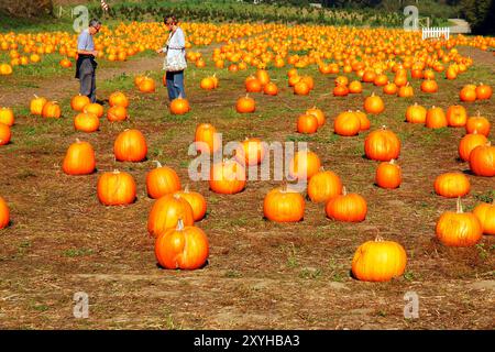 Ein älteres Paar verbringt einen Herbsttag damit, in einem Patch in Half Moon Bay, Kalifornien, nach einem Halloween-Kürbis zu suchen Stockfoto