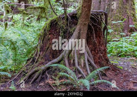 WESTERN Redcedar Nurse Stiump unterstützt das neue Wachstum von Western Hemlock im Staircase, Olympic National Park, Washington State, USA Stockfoto