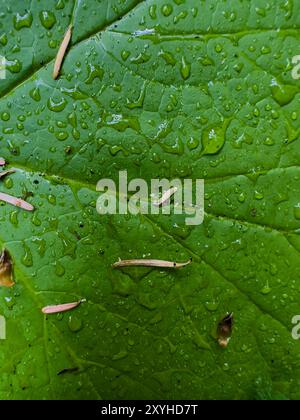 Nahaufnahme von Wassertropfen und getrockneten Kiefernnadeln auf Bright Green Leaf im Olympic National Park Stockfoto