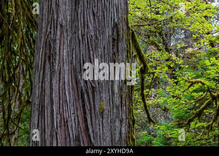 Western Red Cedar, Thuja plicata, Treppenhaus, Olympic National Park, Washington State, USA Stockfoto