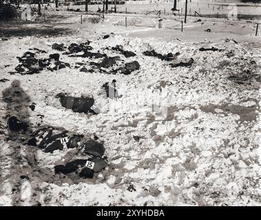 Im Schnee liegen Leichen amerikanischer Soldaten, die von der SS bei Malmedy getötet wurden und nach Nummer identifiziert wurden. Das Massaker in Malmedy war die summay Hinrichtung von 84 gefangenen US-Soldaten durch die Waffen-SS. Das Massaker fand am 17. Dezember 1944 während der Ardennenoffensive statt, auch bekannt als die Ardennenschlacht. Stockfoto