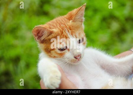 Nahaufnahme des Gesichts eines Kätzchens im Vorgarten des Hauses Stockfoto