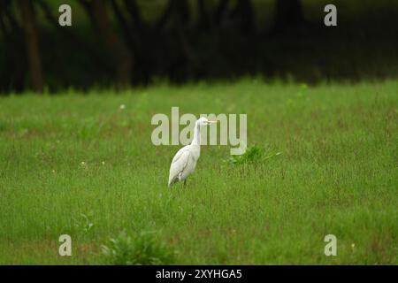 Ein einsamer Weißreiher steht auf einem Feld von hohem Gras. Der Vogel zeigt nach rechts vom Rahmen mit hoch gehaltenem Kopf. Stockfoto