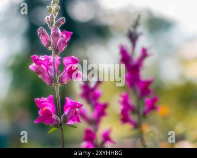 Rosafarbene Blüten im Frühling. Blumen auf dem Feld. Hintergrund Natur Blume Antirhinum. Rosafarbene Blumen. Hintergrundunschärfe. Stockfoto