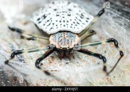 Baumstammspinne, Herennia sp auf Baum, weiße Spinne, die im Netz auf Baum bleibt. Stockfoto