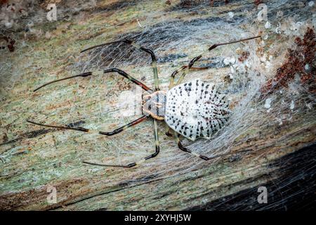 Baumstammspinne, Herennia sp auf Baum, weiße Spinne, die im Netz auf Baum bleibt. Stockfoto
