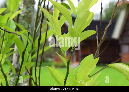 Naturlandschaft von Tana Toraja, Indonesien. Tagesfoto Stockfoto