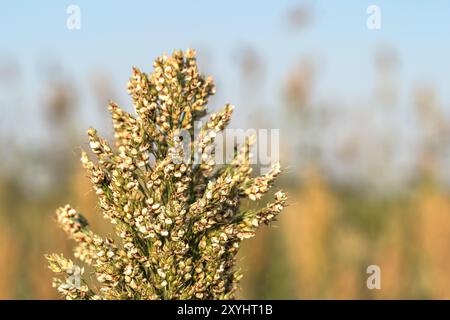 Hirse oder Sorghum eine wichtige Getreideernte in Feld, Sorghum ein weit verbreitetes Getreide heimisch zu warmen Regionen. Es ist eine wichtige Quelle für Getreide und f Stockfoto