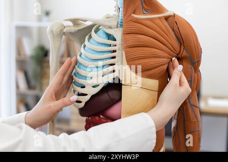 Medizinische Fachärztin zur Untersuchung anatomischer Modelle in der Klinik Stockfoto