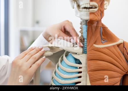 Nahaufnahme einer Person, die anatomisches Modell des menschlichen Körpers untersucht Stockfoto