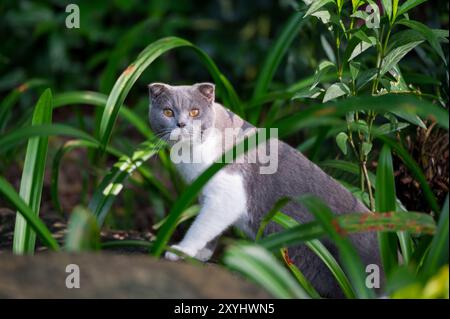 Im Freien, britische Kurzhaarkatze in einem Pflanzendickicht Stockfoto