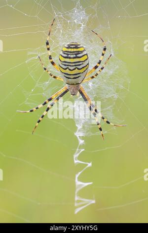 Wespenspinne (Argiope bruennichi), auch bekannt als Zebraspinne oder Tigerspinne im Netz, Naturschutzgebiet Aschendorfer Obermoor, Wildes Moor, Emsland, Niedrig Stockfoto