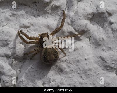 Eine Kreuzspinne sitzt an einer weißen Hauswand Stockfoto