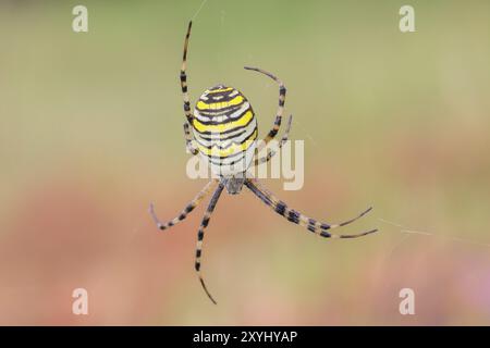 Wespenspinne (Argiope bruennichi), auch bekannt als Zebraspinne oder Tigerspinne im Netz, Naturschutzgebiet Aschendorfer Obermoor, Wildes Moor, Emsland, Niedrig Stockfoto