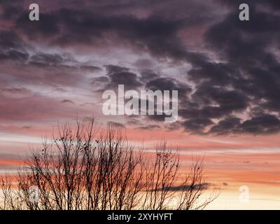 Sonnenaufgang mit violetten und orangen Farben, ein Baum mit den letzten Blättern steht im Vordergrund Stockfoto