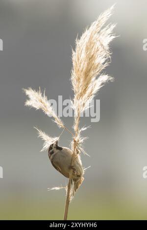 Ein Baumsperling sitzt auf einem Pampas-Grasstängel und sammelt Nistmaterial Stockfoto