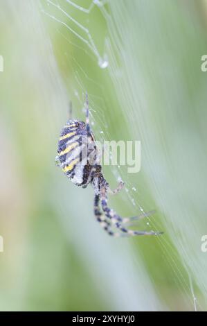 Eine Wespenspinne mit Tautropfen sitzt in ihrem Netz und lauert auf Beute Stockfoto