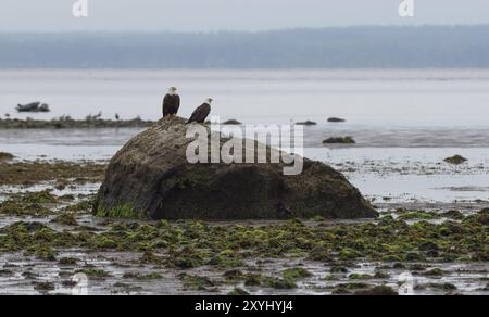 Zwei Weißkopfseeadler auf einem Felsen an der Küste von Vancouver Island, Kanada, Nordamerika Stockfoto